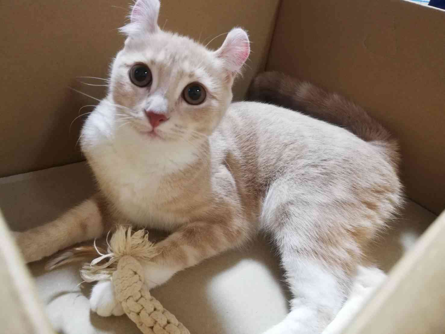 動物でパーティーを組んで魔王を倒しに行くトピpart7