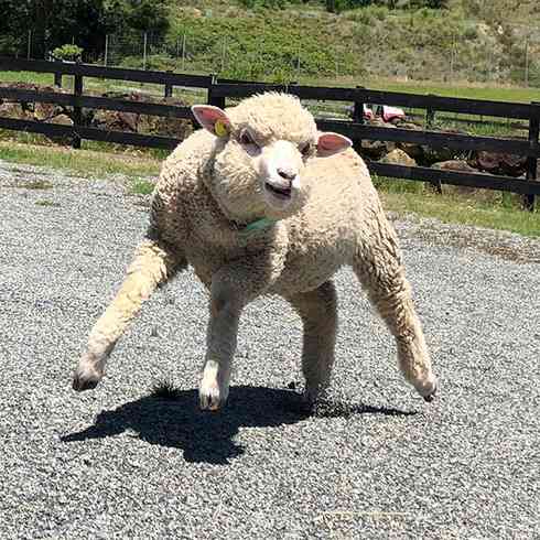 動物でパーティーを組んで魔王を倒しに行くトピpart7