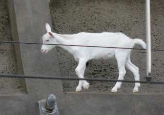 動物でパーティーを組んで魔王を倒しに行くトピpart7
