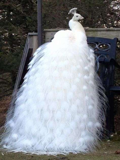 動物でパーティーを組んで魔王を倒しに行くトピpart7