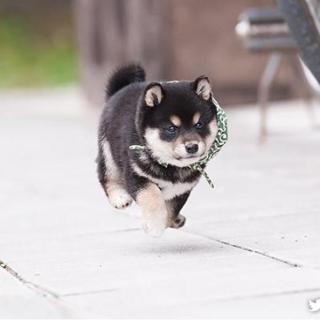 動物でパーティーを組んで魔王を倒しに行くトピpart7