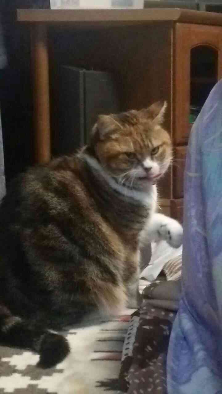 動物でパーティーを組んで魔王を倒しに行くトピpart7