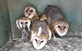 動物でパーティーを組んで魔王を倒しに行くトピpart7