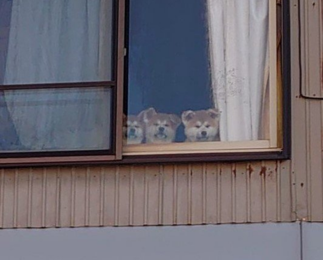 動物でパーティーを組んで魔王を倒しに行くトピpart7