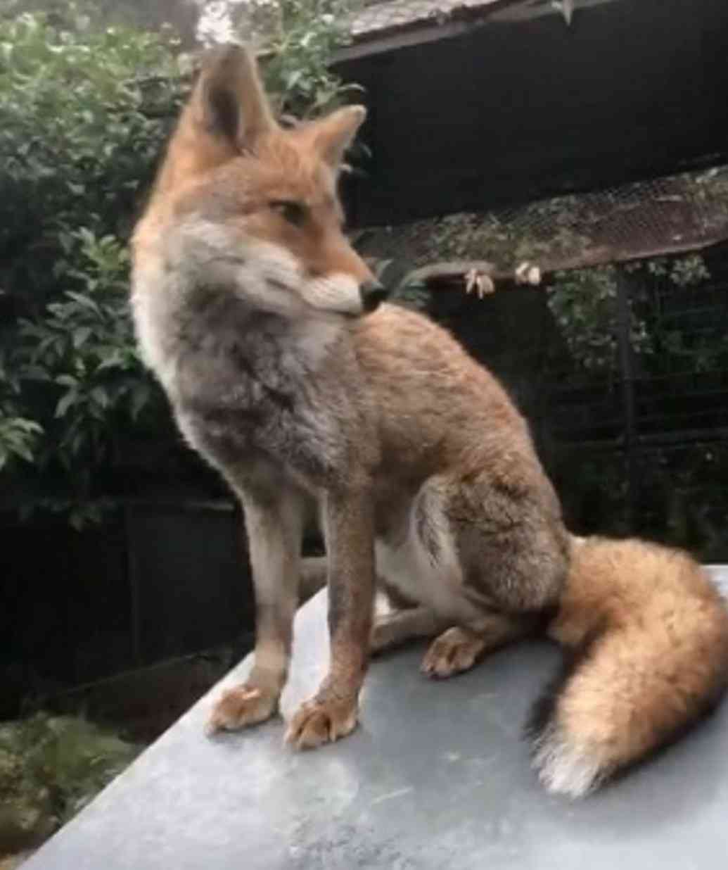 動物でパーティーを組んで魔王を倒しに行くトピpart7