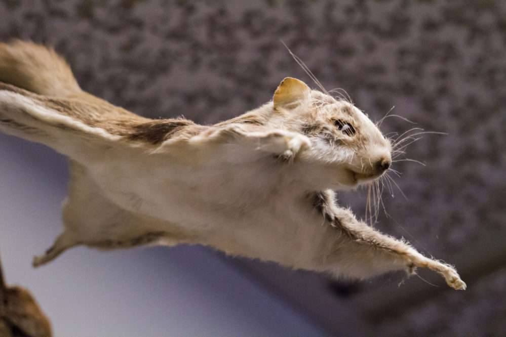 動物でパーティーを組んで魔王を倒しに行くトピpart7