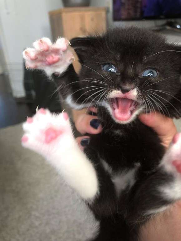 動物でパーティーを組んで魔王を倒しに行くトピpart7