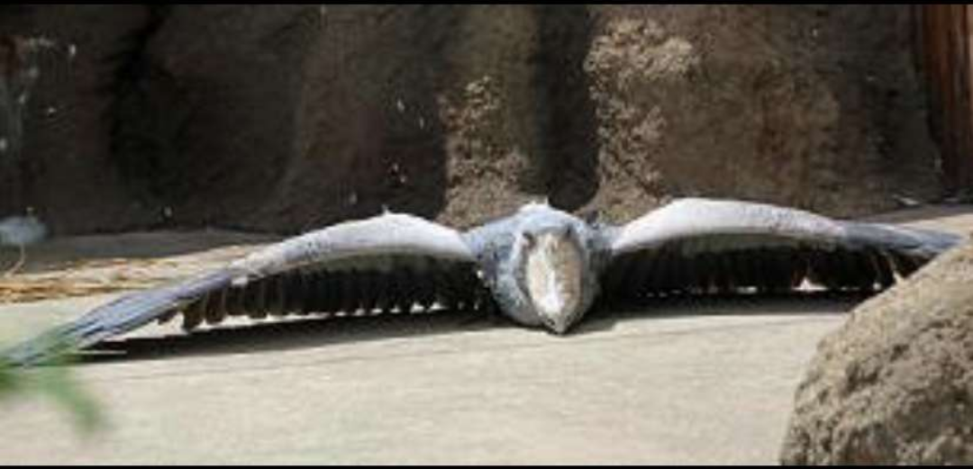 動物でパーティーを組んで魔王を倒しに行くトピpart7