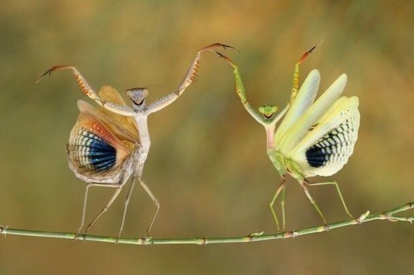 動物でパーティーを組んで魔王を倒しに行くトピpart7