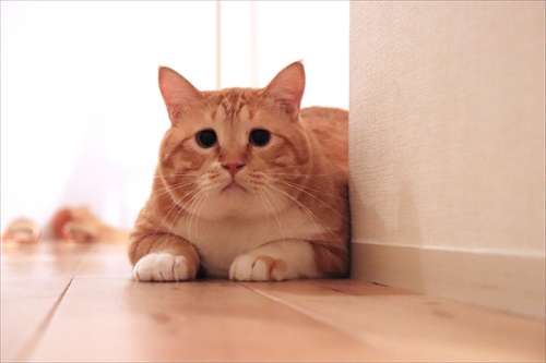 動物でパーティーを組んで魔王を倒しに行くトピpart7