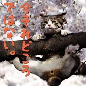 動物でパーティーを組んで魔王を倒しに行くトピpart7