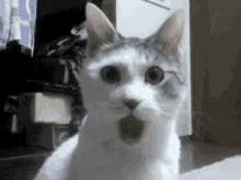 動物でパーティーを組んで魔王を倒しに行くトピpart7