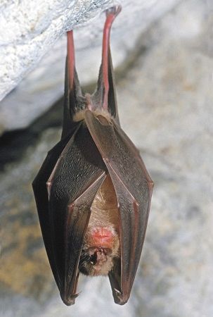 動物でパーティーを組んで魔王を倒しに行くトピpart7