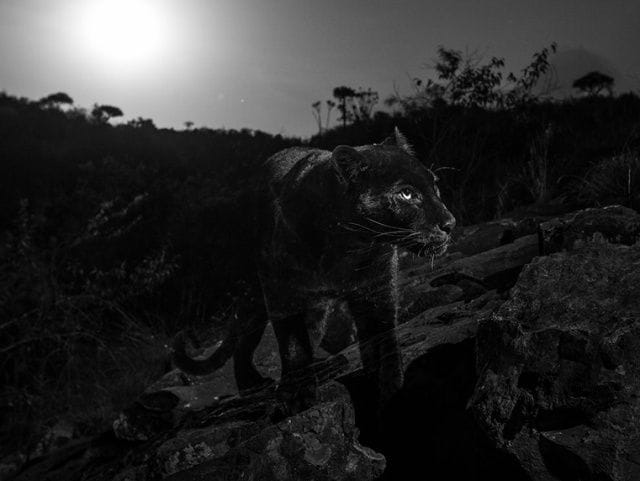 動物でパーティーを組んで魔王を倒しに行くトピpart7