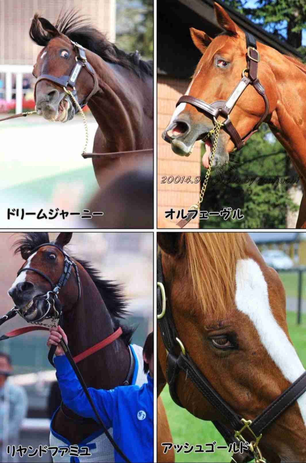 動物でパーティーを組んで魔王を倒しに行くトピpart7