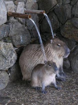 動物でパーティーを組んで魔王を倒しに行くトピpart7