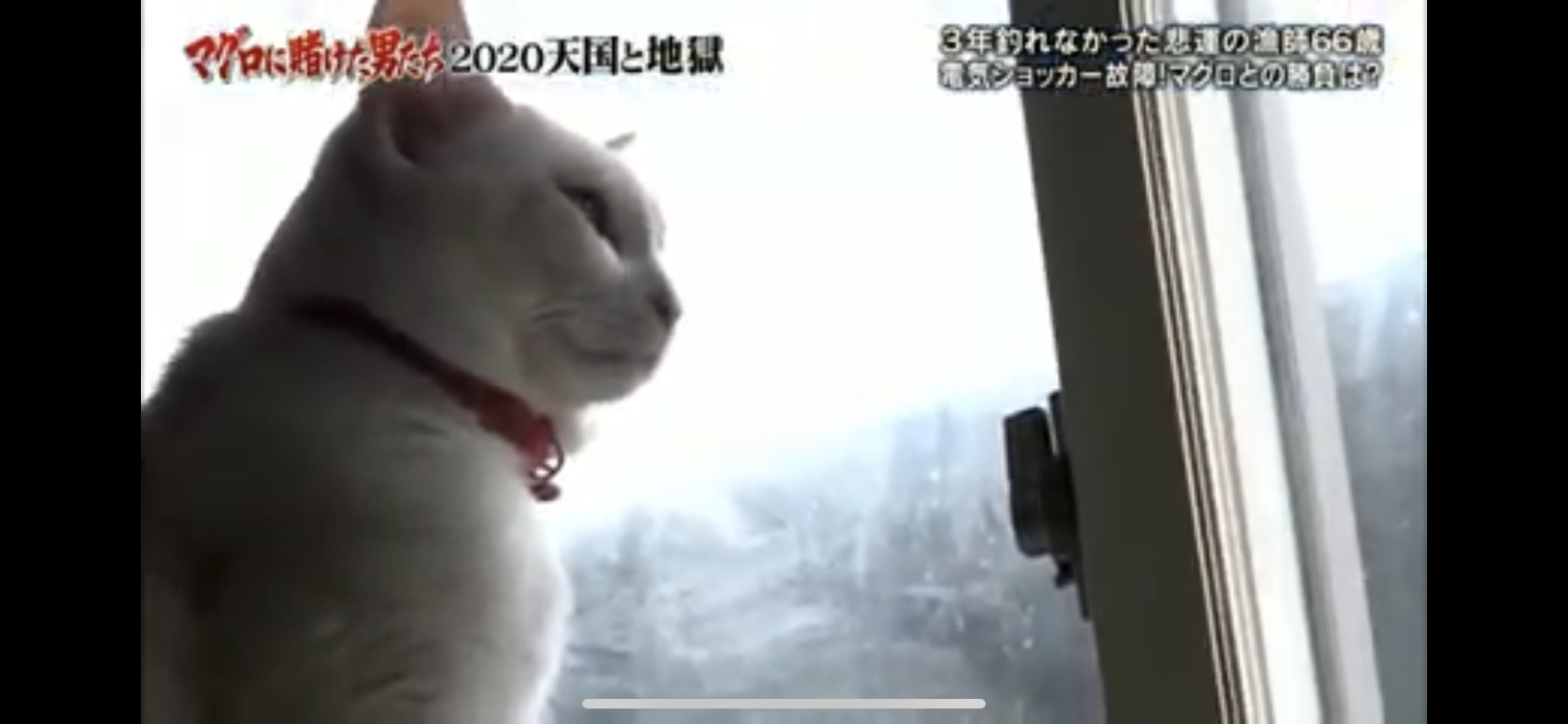 動物でパーティーを組んで魔王を倒しに行くトピpart7
