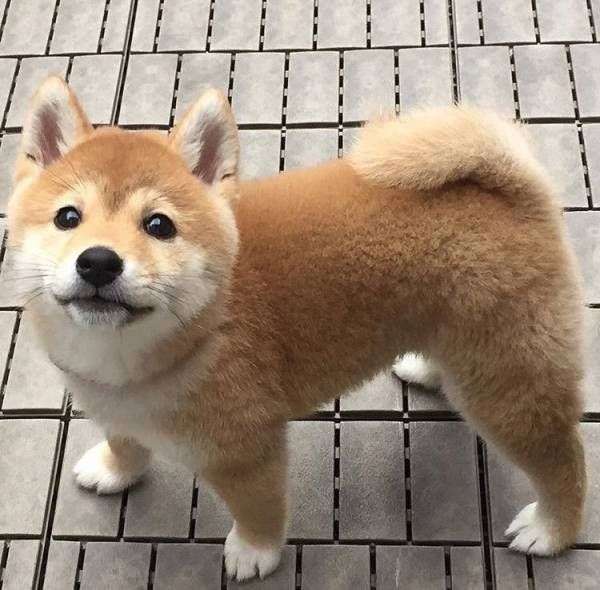 動物でパーティーを組んで魔王を倒しに行くトピpart7