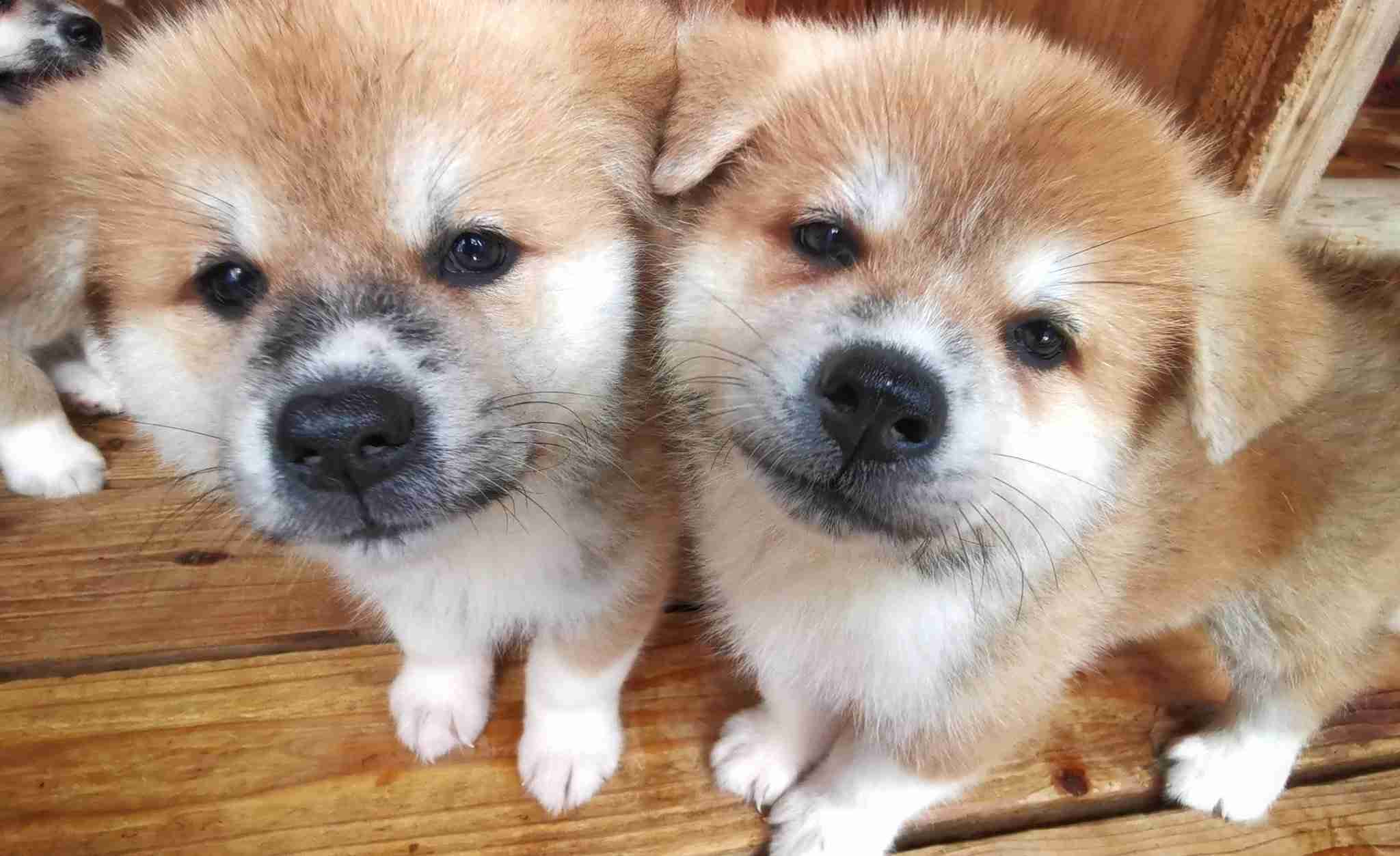 動物でパーティーを組んで魔王を倒しに行くトピpart7