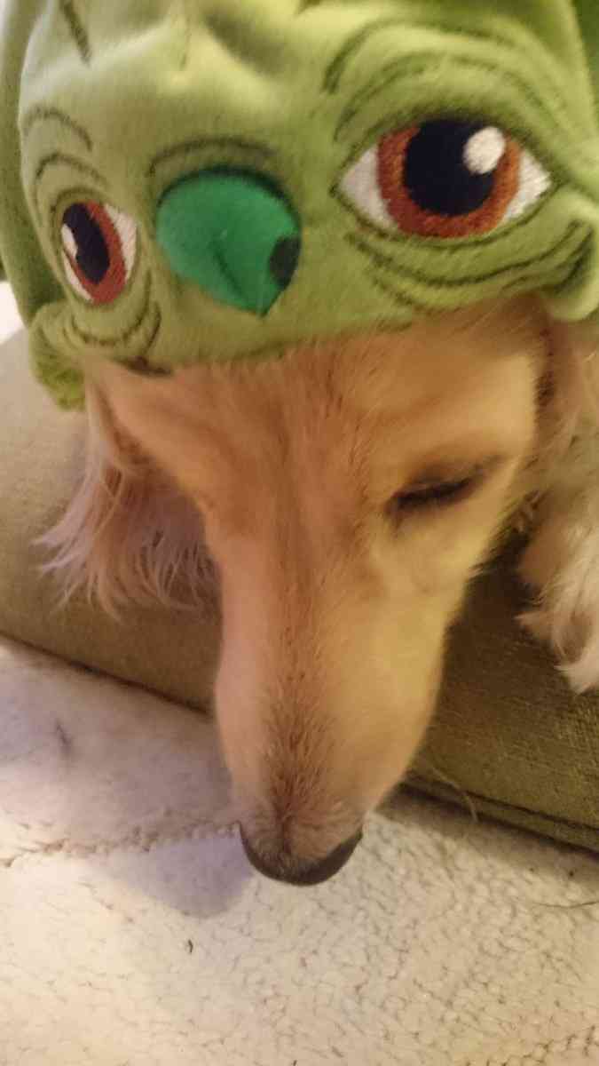 動物でパーティーを組んで魔王を倒しに行くトピpart7