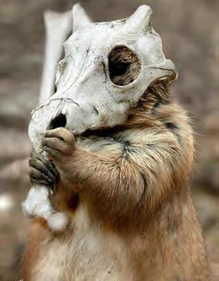 動物でパーティーを組んで魔王を倒しに行くトピpart7