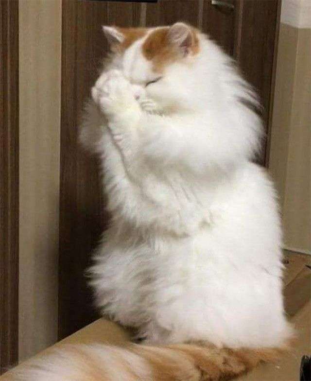 動物でパーティーを組んで魔王を倒しに行くトピpart7