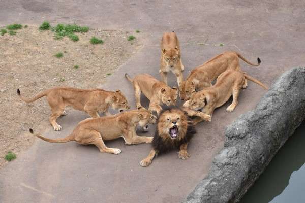動物でパーティーを組んで魔王を倒しに行くトピpart7