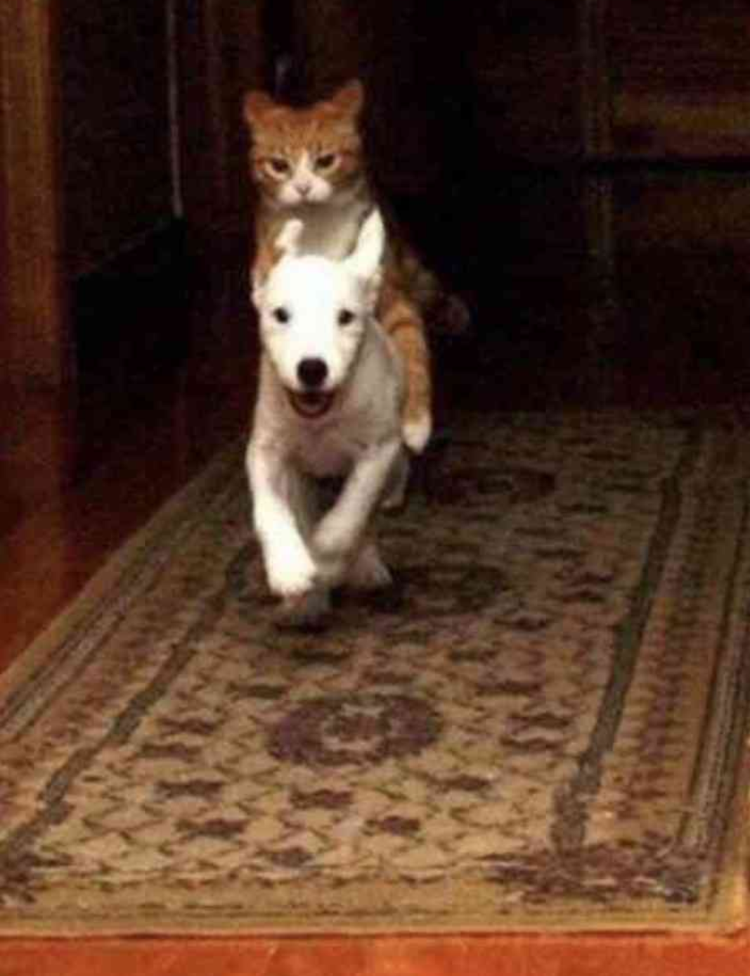 動物でパーティーを組んで魔王を倒しに行くトピpart7