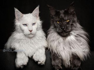 動物でパーティーを組んで魔王を倒しに行くトピpart7
