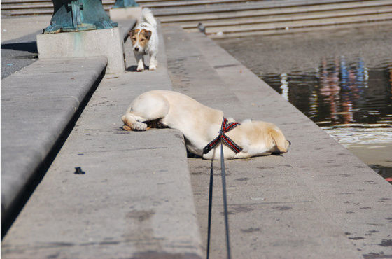 「千と千尋」のハクそっくりな柴犬が発見される
