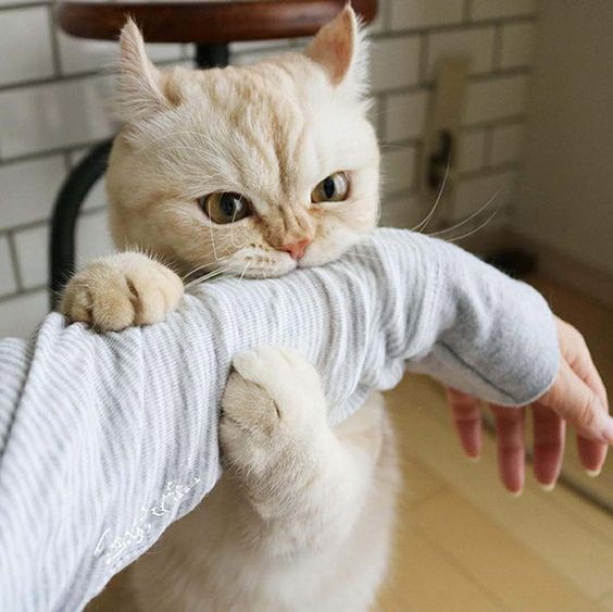 【犬猫】長毛種のお手入れ【毛玉】