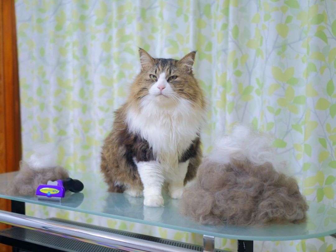 【犬猫】長毛種のお手入れ【毛玉】