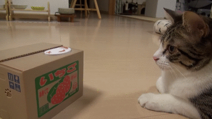 【犬猫】長毛種のお手入れ【毛玉】