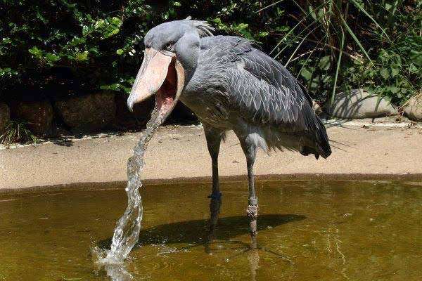 【虫注意】 “タガメシロップ”かき氷が話題「夏といえば、タガメ」