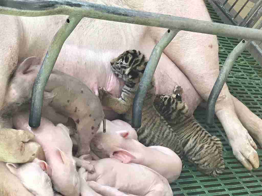 【感動】子虎を亡くして失意の母虎に虎コスプレの子豚を与えた結果