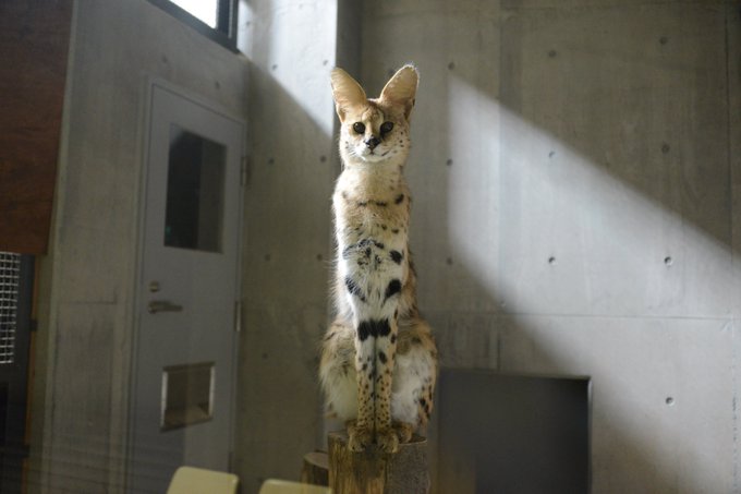 逃走17日目 不明のサーバルキャット「うつぼ」を発見・捕獲 静岡市