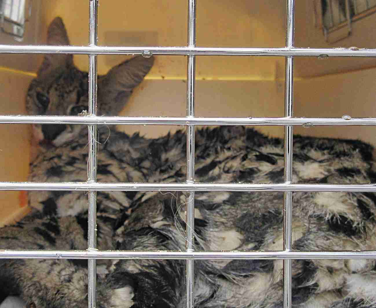 逃走17日目 不明のサーバルキャット「うつぼ」を発見・捕獲 静岡市