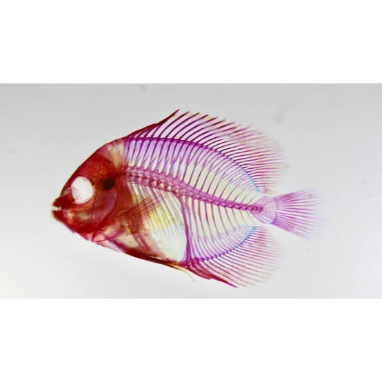 魚の骨が刺さったらどうやって対処してますか?