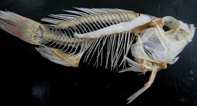 魚の骨が刺さったらどうやって対処してますか?