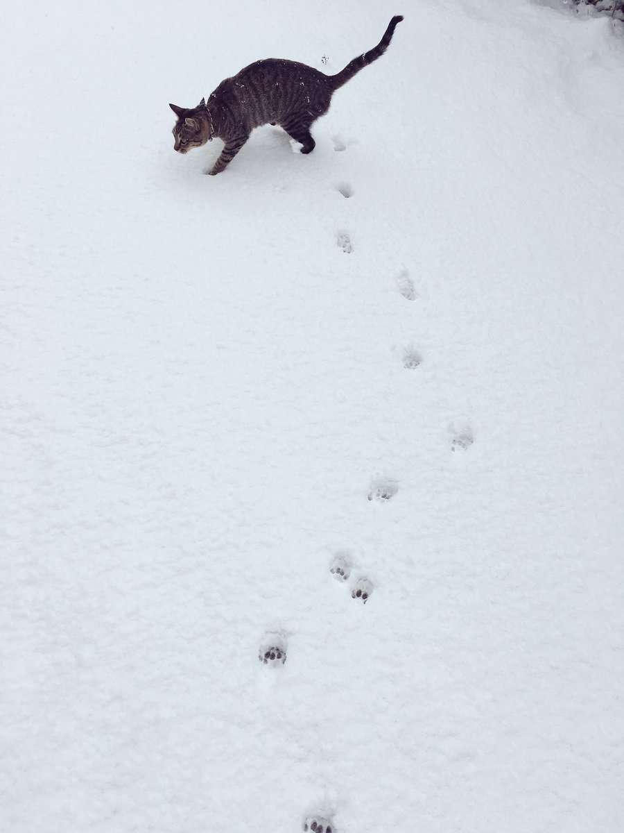 「恐怖を感じた」養鶏場近くにくっきりと残る40センチ