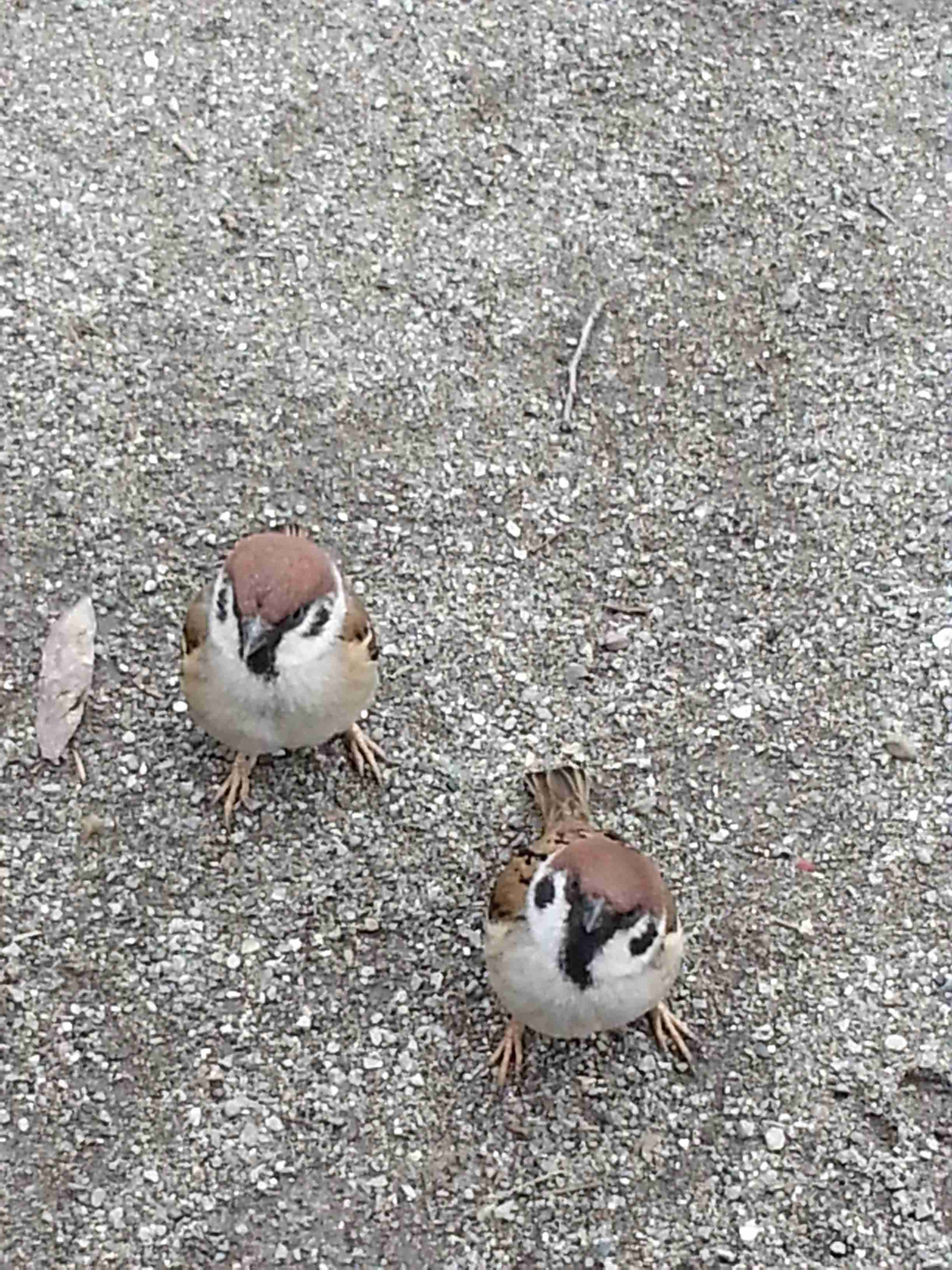 難しい言葉でしりとりしませんか？