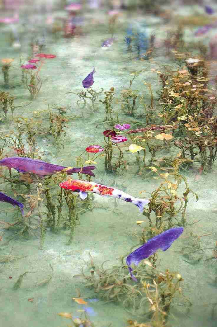 日本のキレイな、海、川、湖、滝が見たい