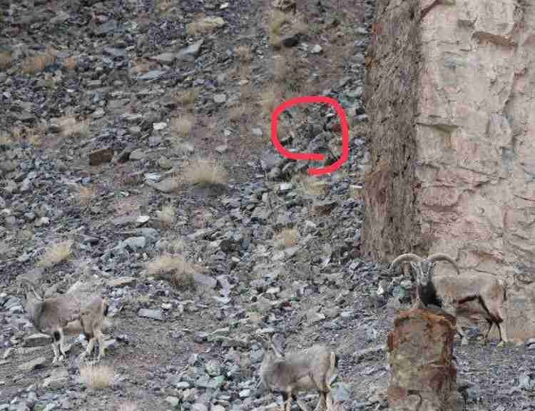 ユキヒョウ 飼育員さん ばいばーい 尻尾フリフリ 尻尾でごあいさつを返すユキヒョウがかわいい ガールズちゃんねる Girls Channel