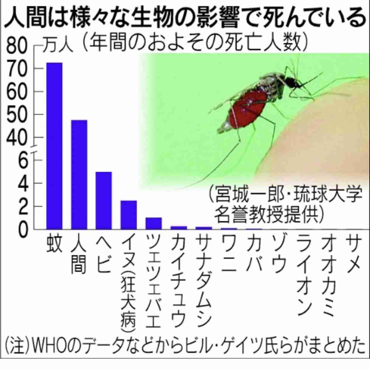 遺伝子操作でメスの蚊をオスに変えることに成功！もう蚊に刺される心配はしなくてOK？