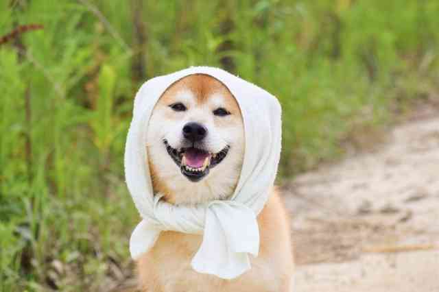 【資格】動物介護士