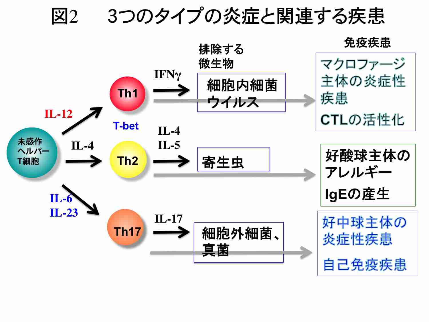 抗体なくてもT細胞が新型コロナウイルス退治? 免疫システムで新研究