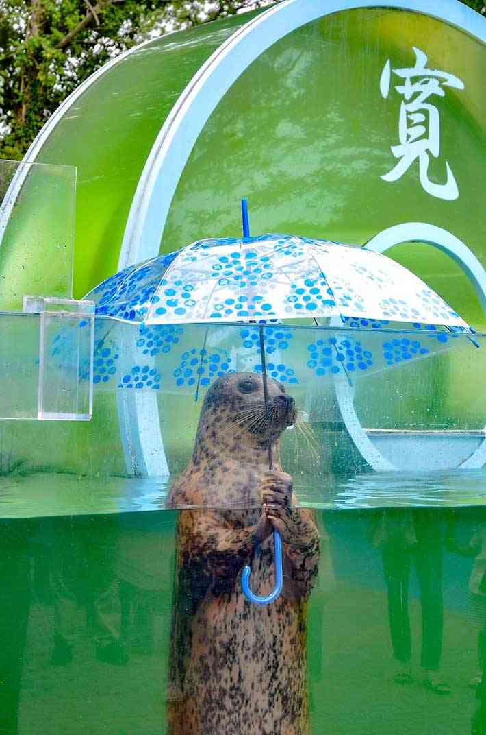 【スギちゃん雑談】コロナと水分補給に気を付けながら夏を迎えるぜぇ~🌻【part50!】