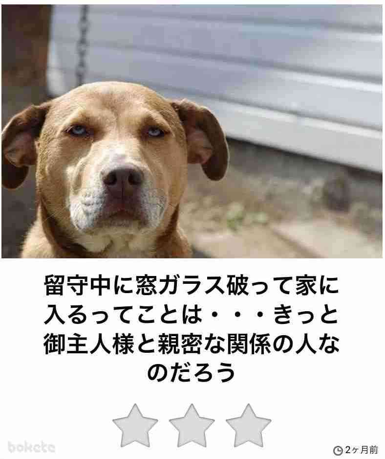 【ペット】人間に見えないものが見えてると思いますか?