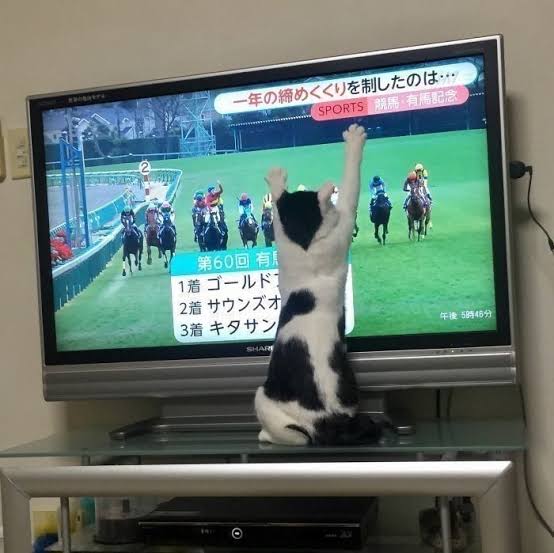 【一人暮らし】テレビ置いてますか?