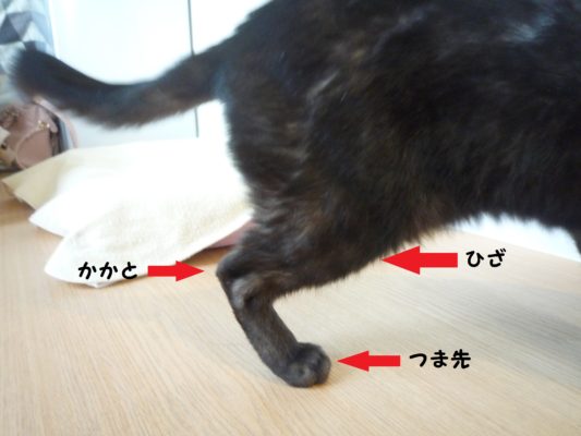 死ぬ気でヒップアップしたい
